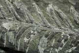 Fossil Seed Fern (Alethopteris) Plate - Pennsylvania #377479-1